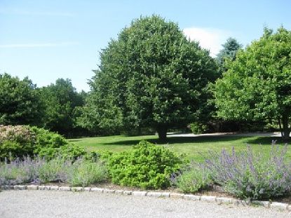  Mature specimen plantings