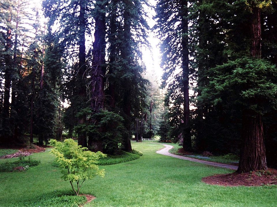 Stunning Cape Cod Retreat in a Redwood Park!