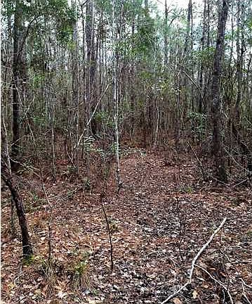 4th image of 333 Crawfish Cabin St
