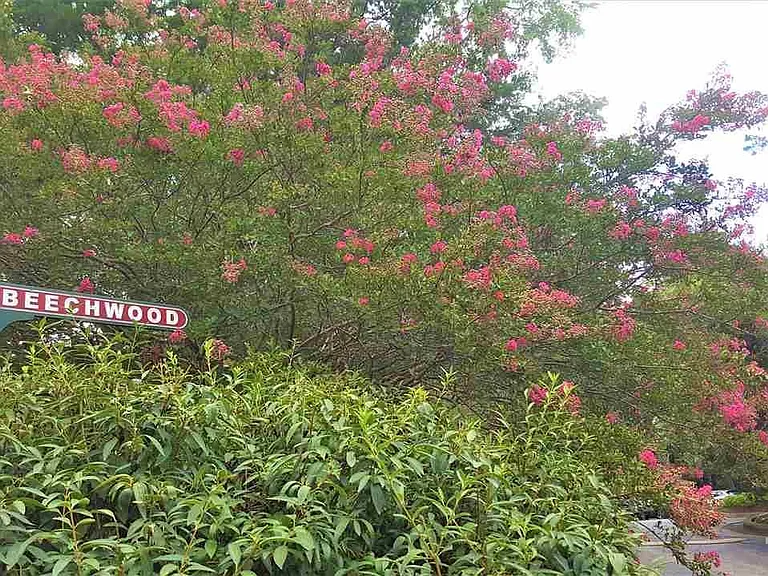 112 Beechwood Dr — Photo 17