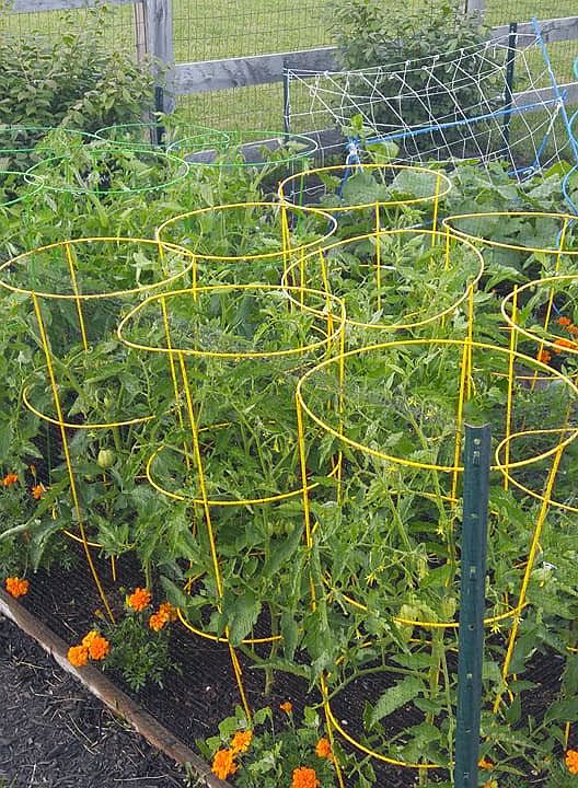 3 Garden beds for variety!