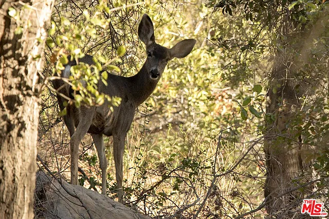 Old Topanga Canyon Rd — Photo 9