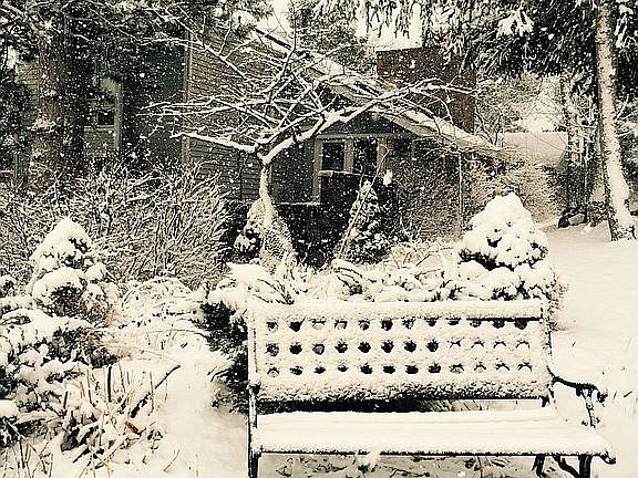 Backyard  in winter