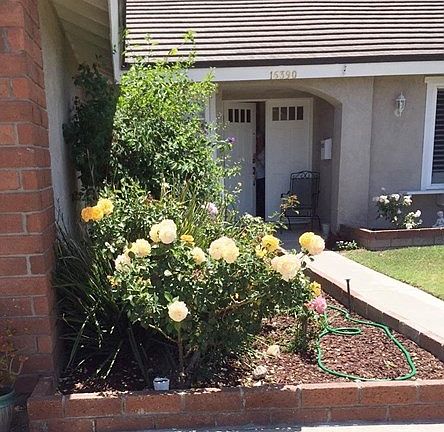 BEAUTIFUL rose garden in front of the house....