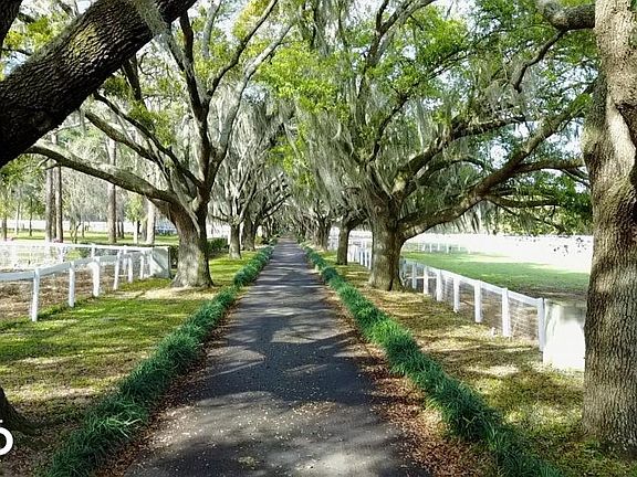 Live Oak canopy lines main driveway
