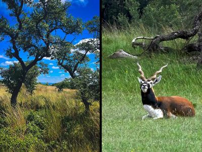 LOT 28 N Scenic Hills Ct #28, Blanco, TX, 78606
