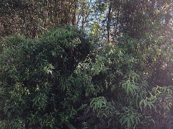 5th image of Road 10 Poouli Lot 5809