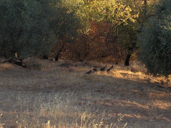 Wild turkeys on property