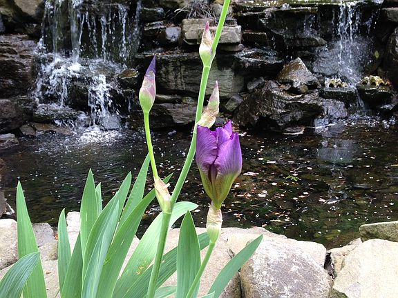 Iris by the waterfall