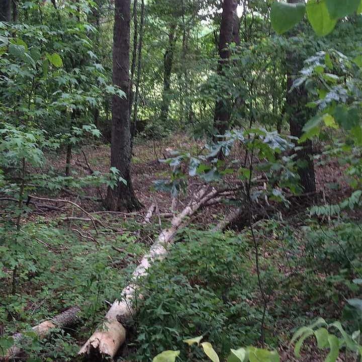2nd image of McCarrell Rd