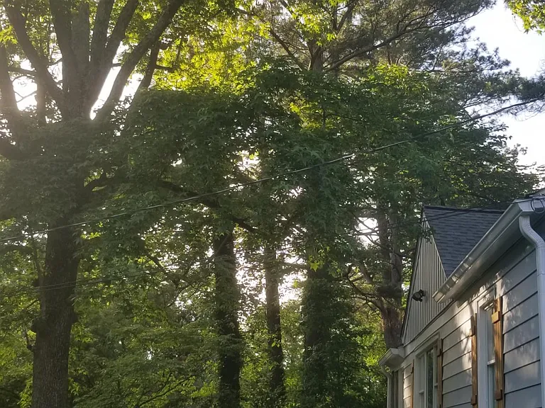 Front yard