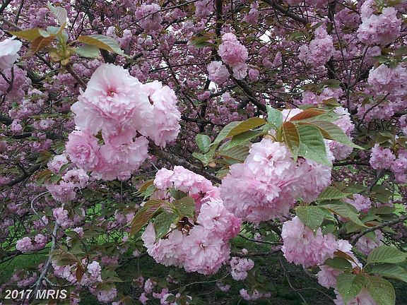 Cherry Tree in Full Bloom