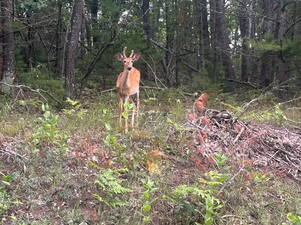 V/l W Pinecrest Cir, Hillman, MI 49746