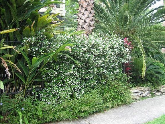 Landscaped Courtyard