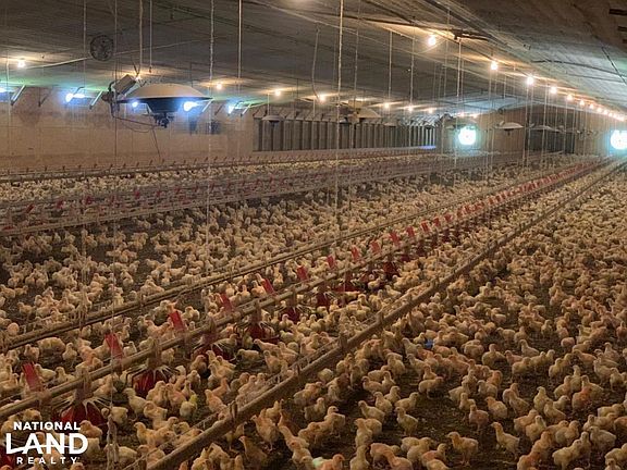 Interior chicken house