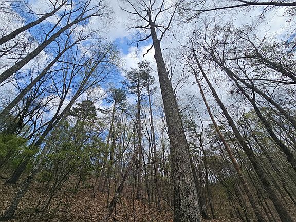Mature hardwood and pine in the northern portion of the property.