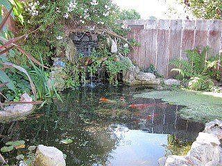 Koi Pond