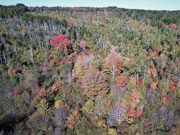 70 acre pine forest behind the house