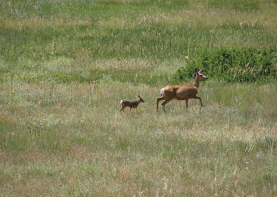 local wild life