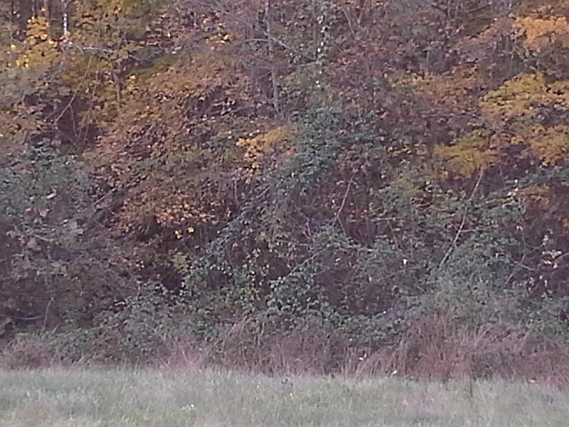 2nd image of Dumplin Trace Rd