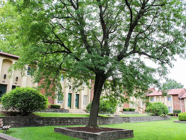 Shade Trees on Property
