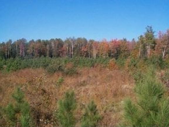 County Land and Pines