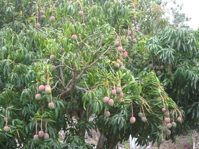 Mamalahoa Hwy — Photo 8