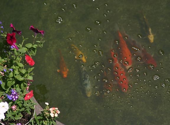 Peaceful Koi Pond