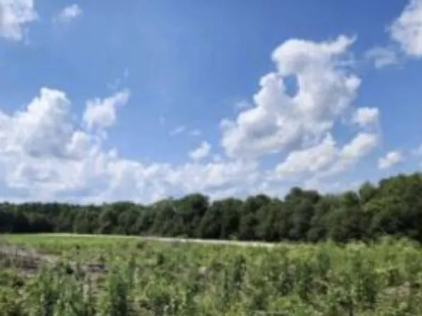 TRACT 19 White Pond Rd, Williston, SC 29853