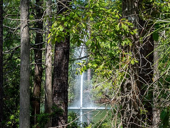 View through the trees