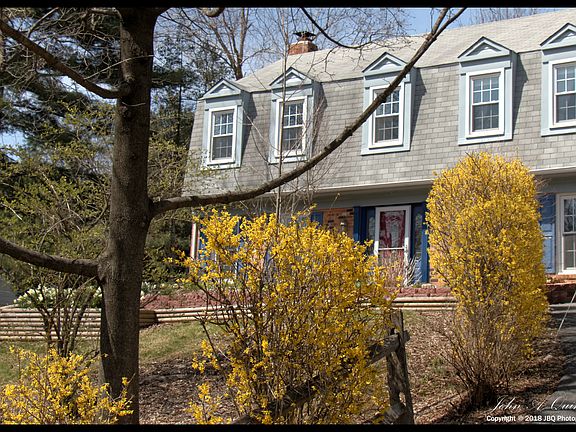 Forsythia in the spring.