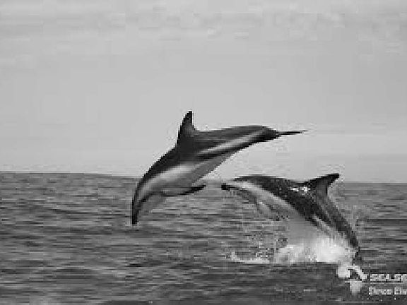 Dolphin sightings