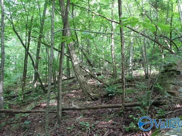 County Road 604, Mentone, AL 35984