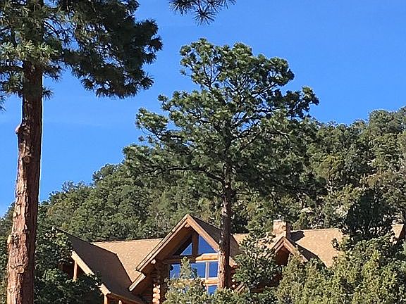 Towering Ponderosa Pines