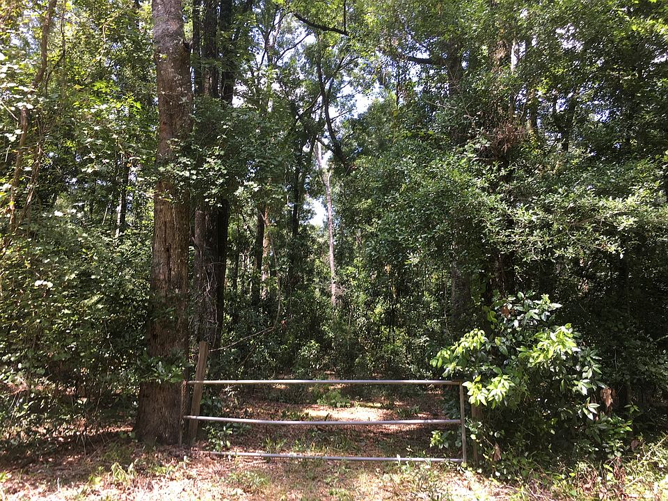 2.2a Pristine forest