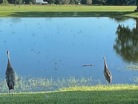 Pond view of fish & fowl