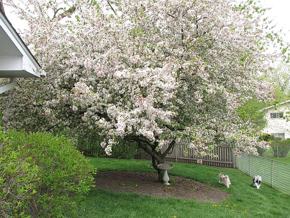 Flowering crab apple tree in backyard