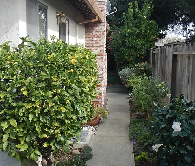 Walkway to backyard