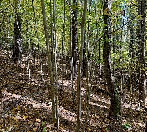 2nd image of Lot 34 Woodland Valley Road