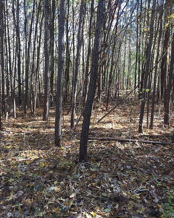 1st image of 449 White Oak Dr Lot 41