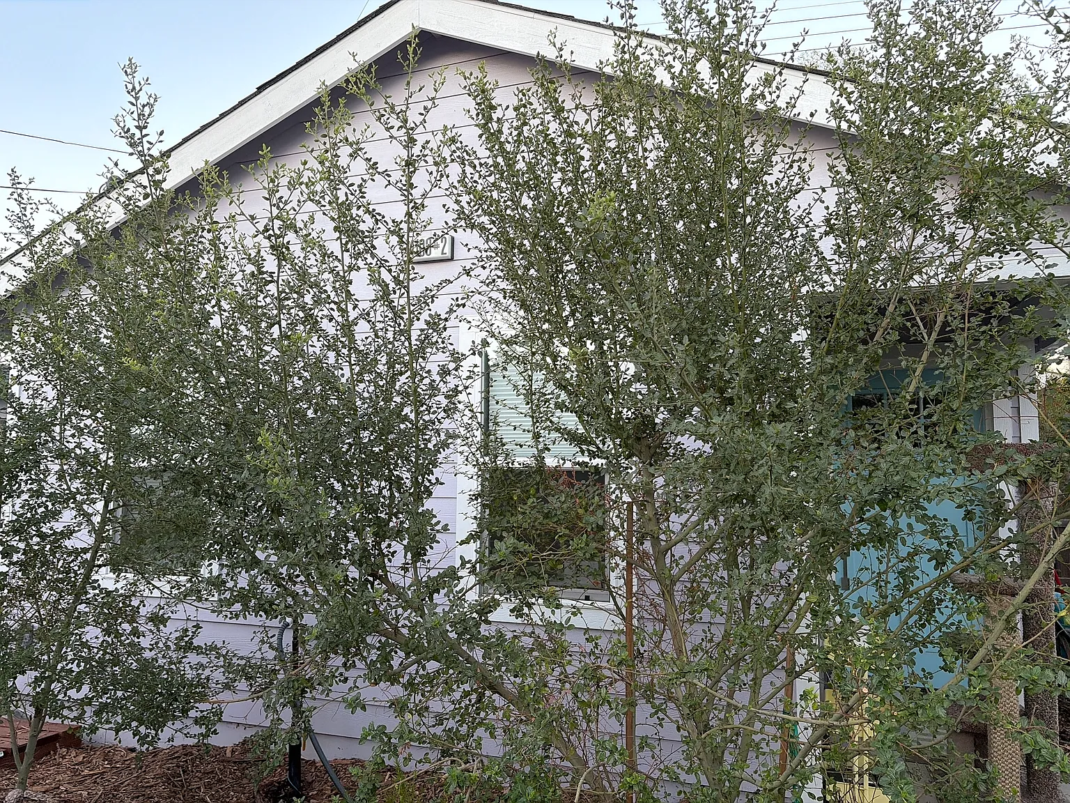 Studio, 367 sqft, $1,500 — Photo 2