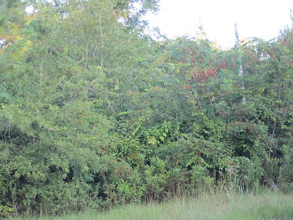 4th image of 56 Dixie Oaks