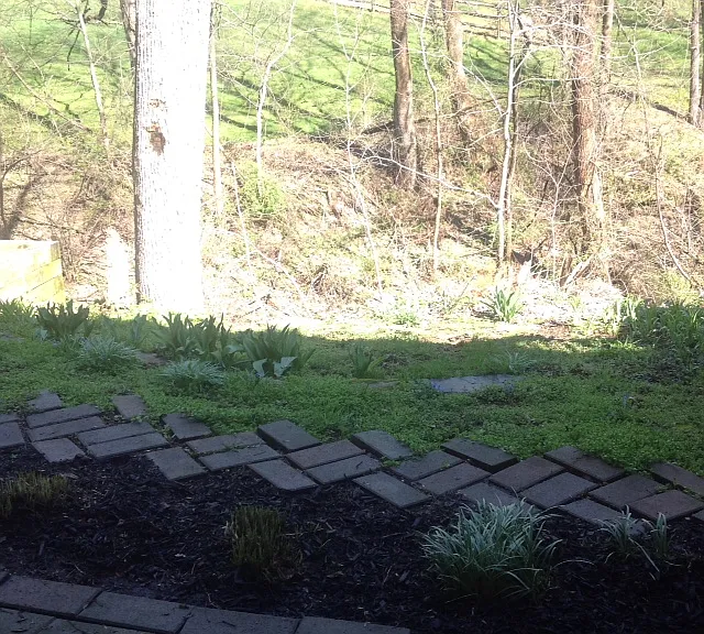 Backyard_04042016