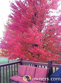Beautiful mature tree in back