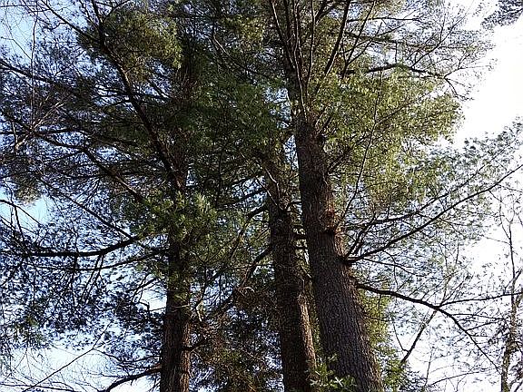 Towering white pine.