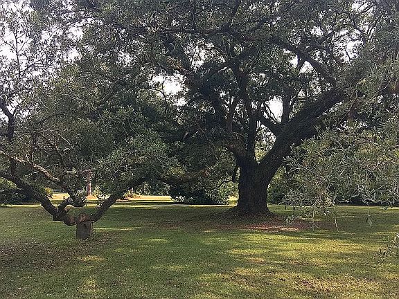 Majestic, old oak tree