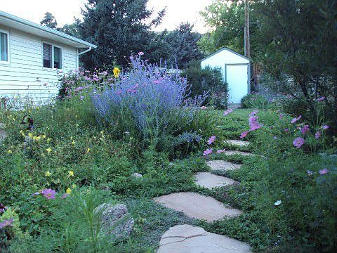 Wildflowers in Summer