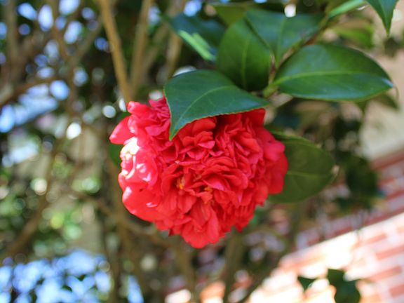 Camellia 