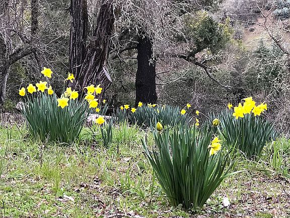 Daffodils in spring