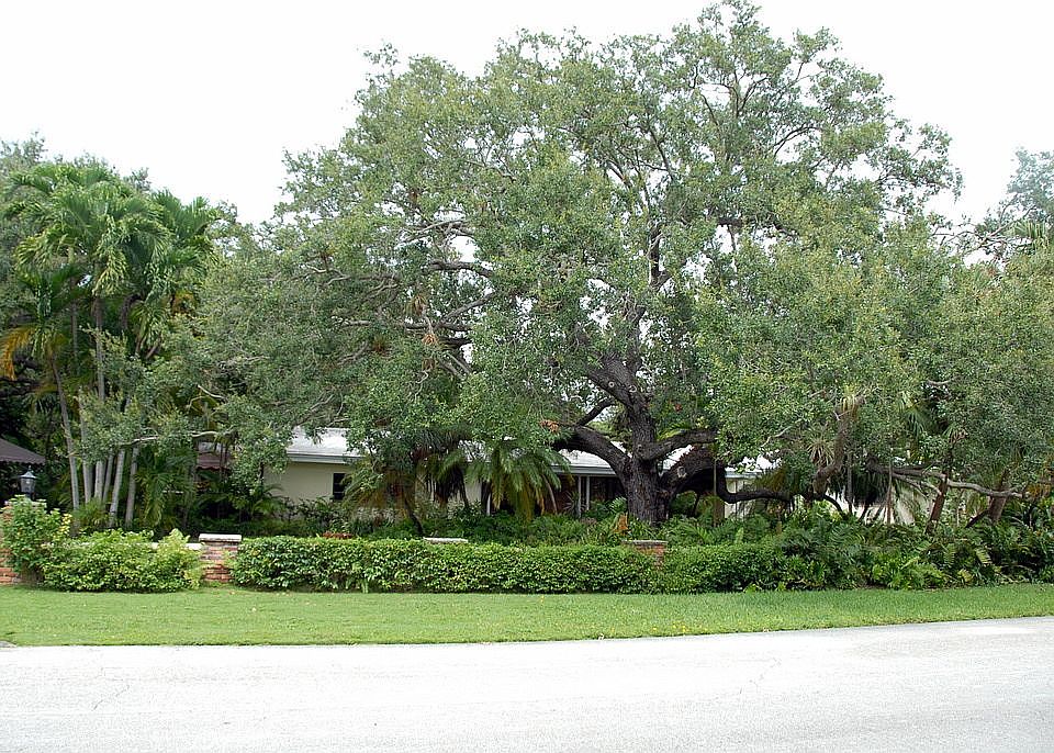 Large Oak Tree in Front